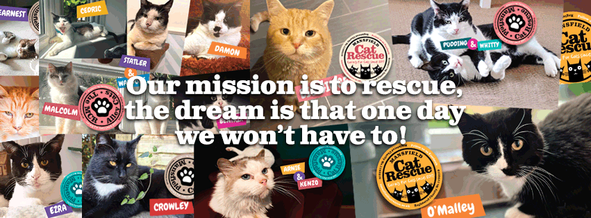 Our mission is to rescue, the dream is that one day we don't have to